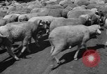 Image of Ukraine civilians Ukraine, 1943, second 47 stock footage video 65675045869
