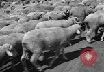 Image of Ukraine civilians Ukraine, 1943, second 49 stock footage video 65675045869