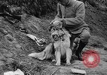 Standbild Hunde des Krieges Vogesen Frankreich, 1917, aus Sekunde 23 historischem Filmmaterial Videoclip 65675045966
