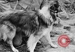 Standbild Hunde des Krieges Vogesen Frankreich, 1917, aus Sekunde 37 historischem Filmmaterial Videoclip 65675045966