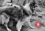 Standbild Hunde des Krieges Vogesen Frankreich, 1917, aus Sekunde 38 historischem Filmmaterial Videoclip 65675045966