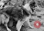 Standbild Hunde des Krieges Vogesen Frankreich, 1917, aus Sekunde 41 historischem Filmmaterial Videoclip 65675045966