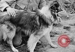 Standbild Hunde des Krieges Vogesen Frankreich, 1917, aus Sekunde 42 historischem Filmmaterial Videoclip 65675045966