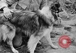 Standbild Hunde des Krieges Vogesen Frankreich, 1917, aus Sekunde 43 historischem Filmmaterial Videoclip 65675045966