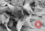 Standbild Hunde des Krieges Vogesen Frankreich, 1917, aus Sekunde 45 historischem Filmmaterial Videoclip 65675045966