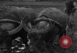 Standbild Plantage Honolulu Hawaii USA, 1924, aus Sekunde 4 historischem Filmmaterial Videoclip 65675046040