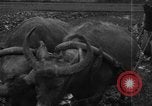 Standbild Plantage Honolulu Hawaii USA, 1924, aus Sekunde 6 historischem Filmmaterial Videoclip 65675046040