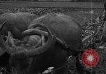 Standbild Plantage Honolulu Hawaii USA, 1924, aus Sekunde 7 historischem Filmmaterial Videoclip 65675046040