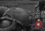 Standbild Plantage Honolulu Hawaii USA, 1924, aus Sekunde 9 historischem Filmmaterial Videoclip 65675046040