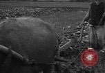 Standbild Plantage Honolulu Hawaii USA, 1924, aus Sekunde 10 historischem Filmmaterial Videoclip 65675046040