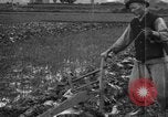 Standbild Plantage Honolulu Hawaii USA, 1924, aus Sekunde 14 historischem Filmmaterial Videoclip 65675046040