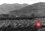 Standbild Plantage Honolulu Hawaii USA, 1924, aus Sekunde 22 historischem Filmmaterial Videoclip 65675046040