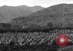 Standbild Plantage Honolulu Hawaii USA, 1924, aus Sekunde 23 historischem Filmmaterial Videoclip 65675046040