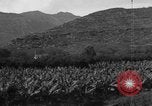 Standbild Plantage Honolulu Hawaii USA, 1924, aus Sekunde 25 historischem Filmmaterial Videoclip 65675046040