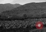 Standbild Plantage Honolulu Hawaii USA, 1924, aus Sekunde 26 historischem Filmmaterial Videoclip 65675046040