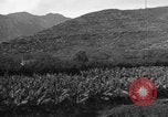 Standbild Plantage Honolulu Hawaii USA, 1924, aus Sekunde 27 historischem Filmmaterial Videoclip 65675046040