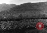 Standbild Plantage Honolulu Hawaii USA, 1924, aus Sekunde 28 historischem Filmmaterial Videoclip 65675046040