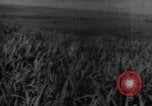 Standbild Plantage Honolulu Hawaii USA, 1924, aus Sekunde 32 historischem Filmmaterial Videoclip 65675046040