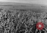Standbild Plantage Honolulu Hawaii USA, 1924, aus Sekunde 33 historischem Filmmaterial Videoclip 65675046040