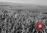 Standbild Plantage Honolulu Hawaii USA, 1924, aus Sekunde 34 historischem Filmmaterial Videoclip 65675046040