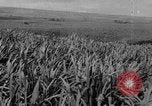Standbild Plantage Honolulu Hawaii USA, 1924, aus Sekunde 35 historischem Filmmaterial Videoclip 65675046040