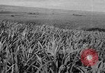 Standbild Plantage Honolulu Hawaii USA, 1924, aus Sekunde 36 historischem Filmmaterial Videoclip 65675046040
