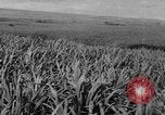 Standbild Plantage Honolulu Hawaii USA, 1924, aus Sekunde 37 historischem Filmmaterial Videoclip 65675046040