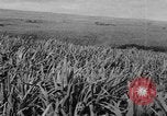 Standbild Plantage Honolulu Hawaii USA, 1924, aus Sekunde 38 historischem Filmmaterial Videoclip 65675046040