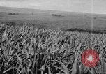 Standbild Plantage Honolulu Hawaii USA, 1924, aus Sekunde 39 historischem Filmmaterial Videoclip 65675046040