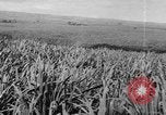 Standbild Plantage Honolulu Hawaii USA, 1924, aus Sekunde 40 historischem Filmmaterial Videoclip 65675046040