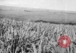 Standbild Plantage Honolulu Hawaii USA, 1924, aus Sekunde 41 historischem Filmmaterial Videoclip 65675046040