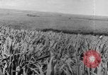 Standbild Plantage Honolulu Hawaii USA, 1924, aus Sekunde 42 historischem Filmmaterial Videoclip 65675046040