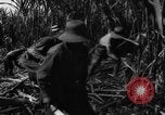 Standbild Plantage Honolulu Hawaii USA, 1924, aus Sekunde 53 historischem Filmmaterial Videoclip 65675046040