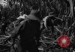 Standbild Plantage Honolulu Hawaii USA, 1924, aus Sekunde 54 historischem Filmmaterial Videoclip 65675046040