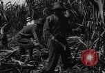 Standbild Plantage Honolulu Hawaii USA, 1924, aus Sekunde 58 historischem Filmmaterial Videoclip 65675046040