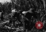 Standbild Plantage Honolulu Hawaii USA, 1924, aus Sekunde 59 historischem Filmmaterial Videoclip 65675046040