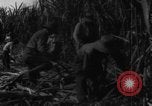 Standbild Plantage Honolulu Hawaii USA, 1924, aus Sekunde 60 historischem Filmmaterial Videoclip 65675046040