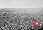 Image of plantation Hawaii USA, 1924, second 4 stock footage video 65675046041