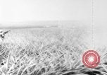 Image of plantation Hawaii USA, 1924, second 5 stock footage video 65675046041