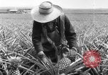 Image of plantation Hawaii USA, 1924, second 13 stock footage video 65675046041