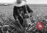 Image of plantation Hawaii USA, 1924, second 14 stock footage video 65675046041