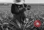 Image of plantation Hawaii USA, 1924, second 15 stock footage video 65675046041