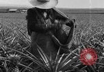 Image of plantation Hawaii USA, 1924, second 16 stock footage video 65675046041
