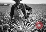 Image of plantation Hawaii USA, 1924, second 17 stock footage video 65675046041