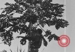 Image of plantation Hawaii USA, 1924, second 3 stock footage video 65675046042