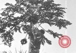 Image of plantation Hawaii USA, 1924, second 4 stock footage video 65675046042