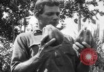 Image of plantation Hawaii USA, 1924, second 5 stock footage video 65675046042