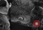 Image of plantation Hawaii USA, 1924, second 18 stock footage video 65675046042
