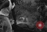 Image of plantation Hawaii USA, 1924, second 19 stock footage video 65675046042