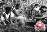 Image of plantation Hawaii USA, 1924, second 21 stock footage video 65675046042